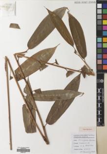 Type specimen at Edinburgh (E). Poulsen, Axel; Firdaus; Tiburrung, Sahir: 2775. Barcode: E00531917.