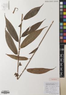 Type specimen at Edinburgh (E). Poulsen, Axel; Firdaus; Tiburrung, Sahir: 2775. Barcode: E00531918.