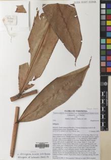 Type specimen at Edinburgh (E). Poulsen, Axel; Ardiyani, Marlina; Firdaus; Acho: 2756. Barcode: E00531923.