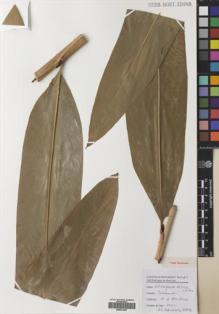 Type specimen at Edinburgh (E). Poulsen, Axel; Ardiyani, Marlina; Kaunang, Erik: 2621. Barcode: E00531925.