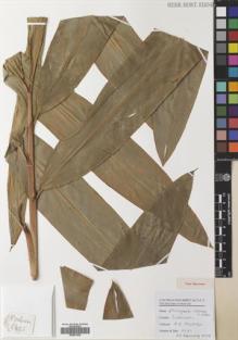 Type specimen at Edinburgh (E). Poulsen, Axel; Ardiyani, Marlina; Kaunang, Erik: 2621. Barcode: E00531926.