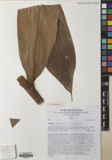 Type specimen at Edinburgh (E). Poulsen, Axel; Firdaus: 2660. Barcode: E00531939.
