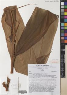 Type specimen at Edinburgh (E). Poulsen, Axel; Firdaus: 2660. Barcode: E00531940.