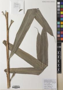 Type specimen at Edinburgh (E). Poulsen, Axel; Firdaus: 2671. Barcode: E00531945.