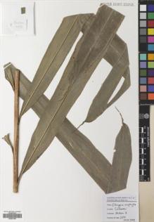 Type specimen at Edinburgh (E). Poulsen, Axel; Firdaus: 2671. Barcode: E00531946.