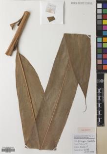 Type specimen at Edinburgh (E). Poulsen, Axel; Firdaus: 2683. Barcode: E00531950.
