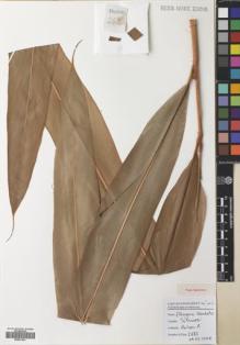 Type specimen at Edinburgh (E). Poulsen, Axel; Firdaus: 2683. Barcode: E00531951.