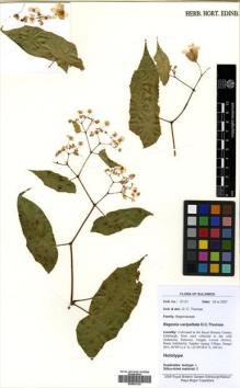 Type specimen at Edinburgh (E). Cultivated Plant of the RBGE (CULTE): . Barcode: E00533132.