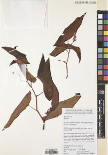 Type specimen at Edinburgh (E). Kiew, Ruth: RK4441. Barcode: E00533174.