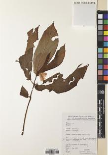 Type specimen at Edinburgh (E). Kiew, Ruth; Anthony, S.: RK4473. Barcode: E00533191.