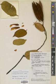 Type specimen at Edinburgh (E). Anderson, James: S.30773. Barcode: E00533433.