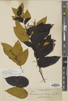 Type specimen at Edinburgh (E). Elmer, Adolph: 11928. Barcode: E00533448.