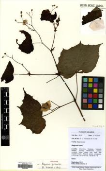 Type specimen at Edinburgh (E). : 09-97. Barcode: E00533468.