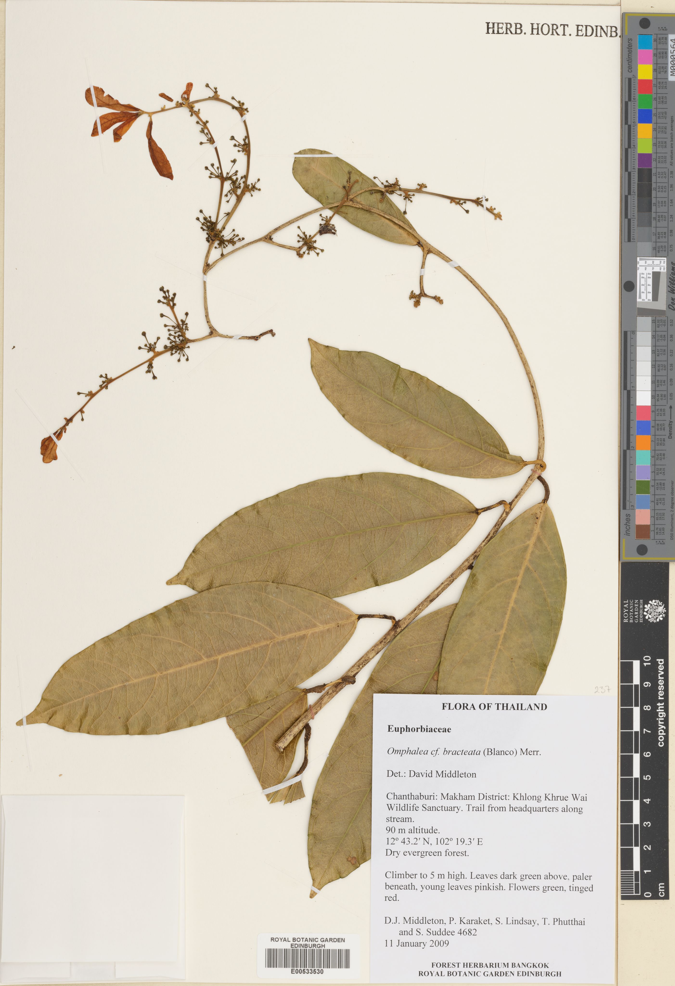 Omphalea bracteata (Omphalea bracteata)