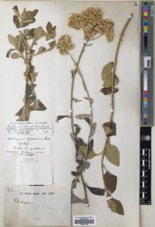 Type specimen at Edinburgh (E). Buchanan, John: 812. Barcode: E00537122.