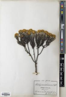 Type specimen at Edinburgh (E). Goetze, W: 1151. Barcode: E00538313.