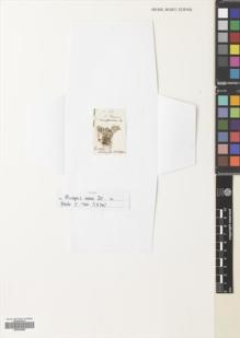 Type specimen at Edinburgh (E). Bertero, Carlo: 1146. Barcode: E00538888.
