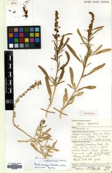 Type specimen at Edinburgh (E). Collenette, Iris: 4812. Barcode: E00540020.