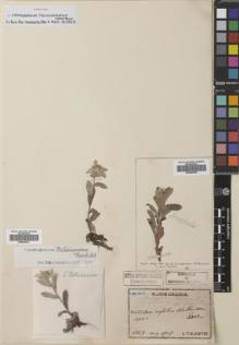 Type specimen at Edinburgh (E). Faurie, Urbain: 1964. Barcode: E00542521.