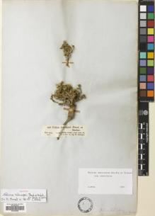 Type specimen at Edinburgh (E). Schimper, Georg: 858. Barcode: E00543948.