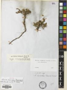 Type specimen at Edinburgh (E). Schimper, Georg: 858. Barcode: E00543949.
