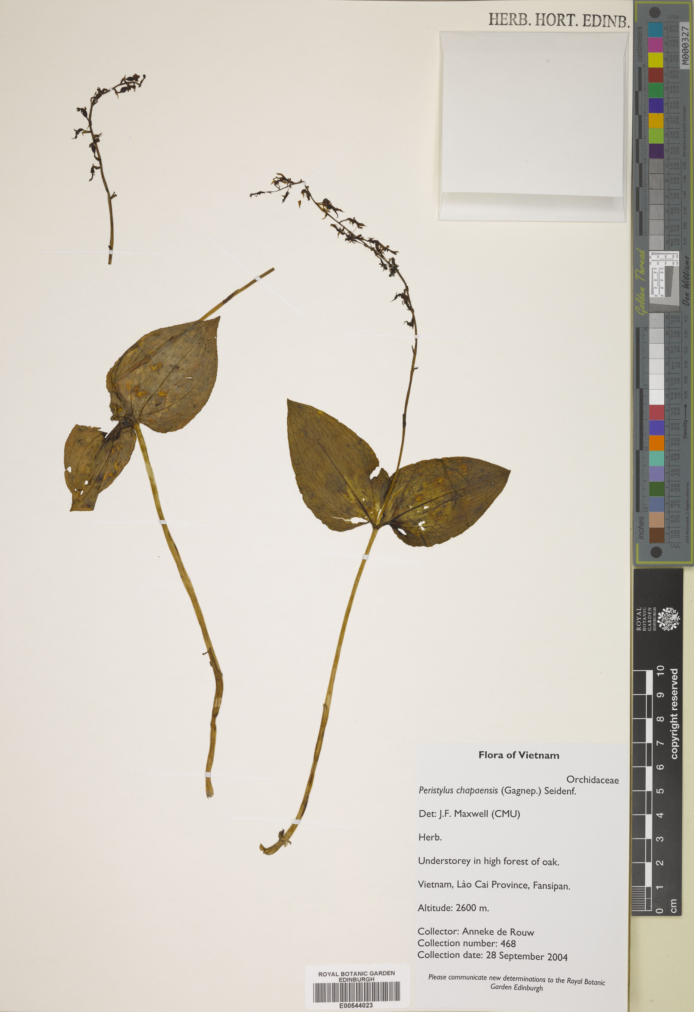 Peristylus chapaensis — ảnh 2