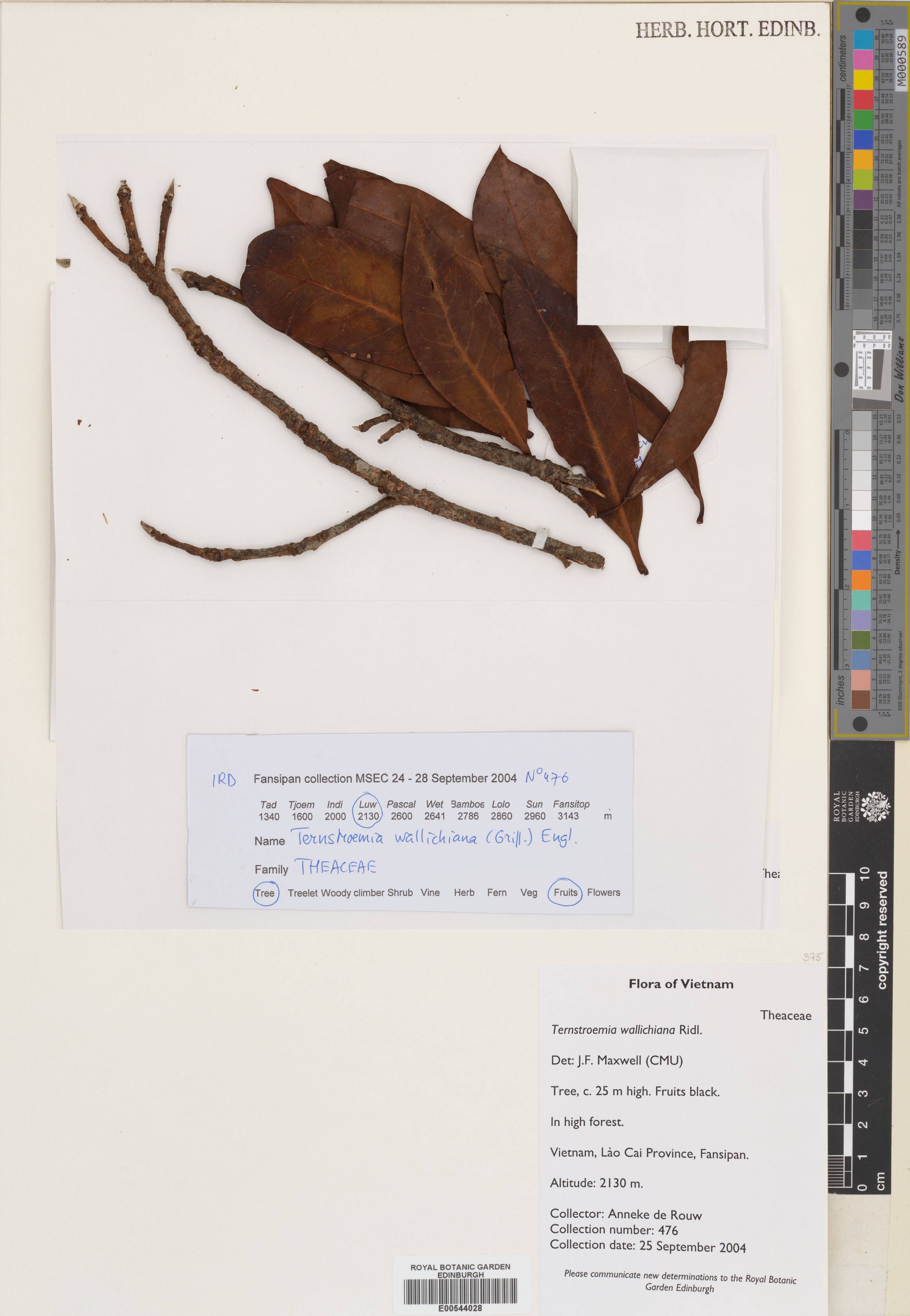 Ternstroemia wallichiana — ảnh 2