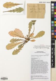 Type specimen at Edinburgh (E). Ferguson-Smyth, C.: 11.141. Barcode: E00544671.