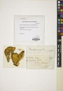 Type specimen at Edinburgh (E). Corner, Edred: . Barcode: E00547336.