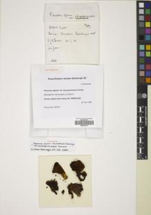 Type specimen at Edinburgh (E). Corner, Edred: RSNB 5425. Barcode: E00547412.