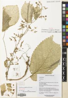 Type specimen at Edinburgh (E). Middleton, David; Karaket, Preecha; Suddee, Somran; Triboun, Pramote: 5617. Barcode: E00547431.