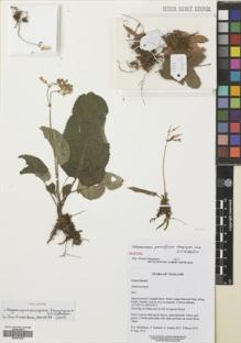 Type specimen at Edinburgh (E). Middleton, David; Karaket, Preecha; Suddee, Somran; Triboun, Pramote: 5272. Barcode: E00547438.