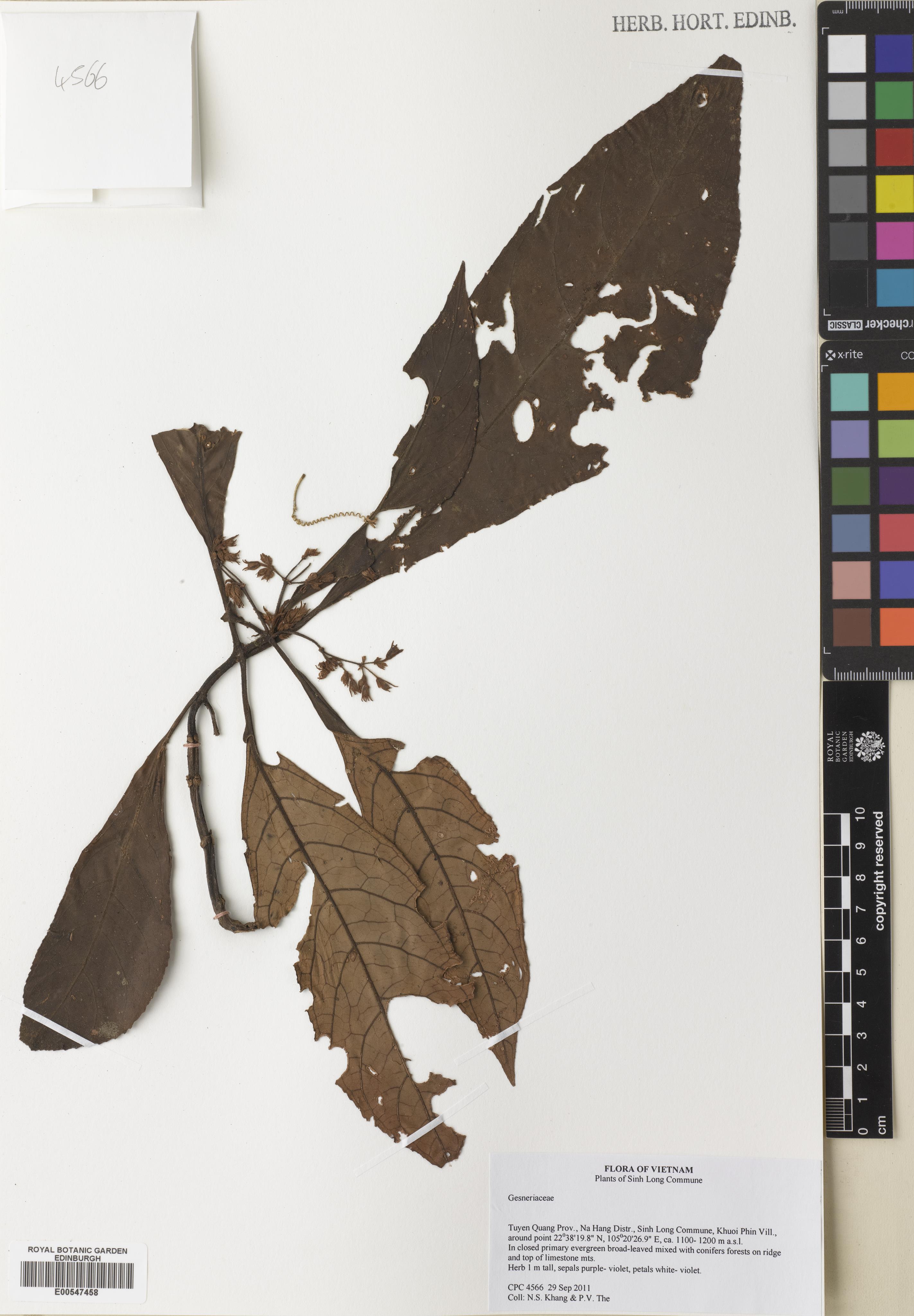 Lysionotus denticulosus — ảnh 2