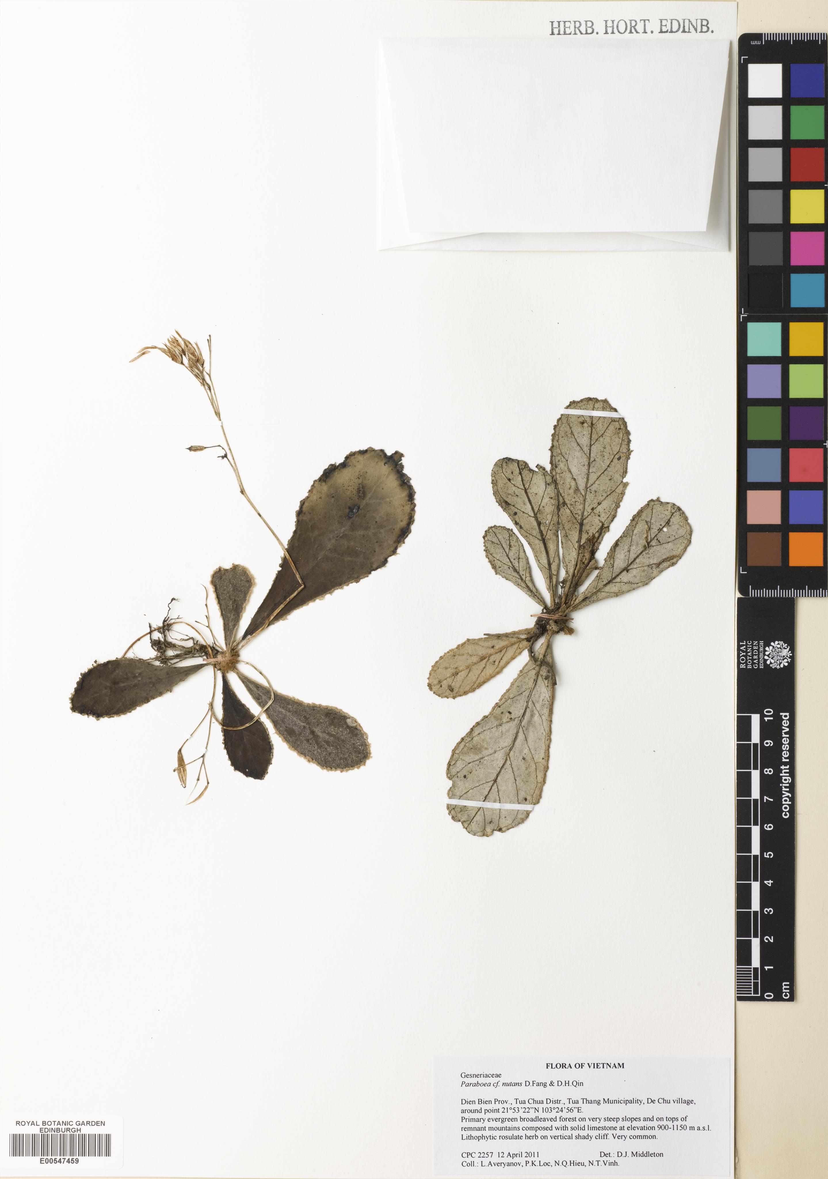 Paraboea nutans — ảnh 2