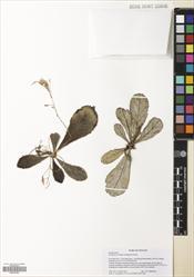 Paraboea nutans — ảnh 3