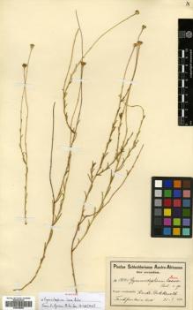 Type specimen at Edinburgh (E). Schlechter, Max: 10141. Barcode: E00548280.