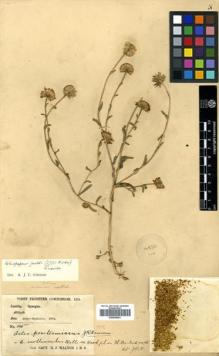 Type specimen at Edinburgh (E). Walton, H.: 125. Barcode: E00556841.