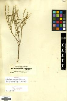 Type specimen at Edinburgh (E). Kotschy, Carl (Karl): 116. Barcode: E00558696.