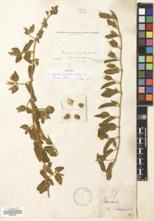 Type specimen at Edinburgh (E). Buchanan, John: 89. Barcode: E00561663.