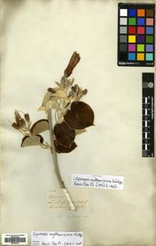 Type specimen at Edinburgh (E). Mathews, Andrew: 855. Barcode: E00564512.