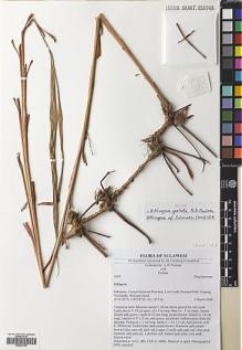 Type specimen at Edinburgh (E). Poulsen, Axel; Firdaus: 2658. Barcode: E00564720.