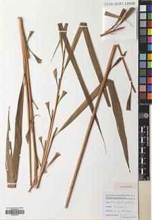 Type specimen at Edinburgh (E). Poulsen, Axel; Firdaus: 2658. Barcode: E00564721.