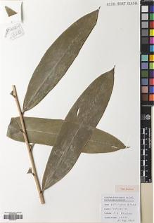 Type specimen at Edinburgh (E). Poulsen, Axel; Kinho, Julainus; Sandaling, Tinus; Mandei, Nikolas: 2820. Barcode: E00564727.