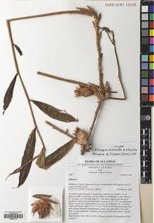 Type specimen at Edinburgh (E). Poulsen, Axel; Firdaus; Thomas, Yohanis: 2647. Barcode: E00564729.