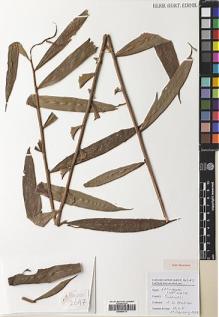 Type specimen at Edinburgh (E). Poulsen, Axel; Firdaus; Thomas, Yohanis: 2647. Barcode: E00564731.
