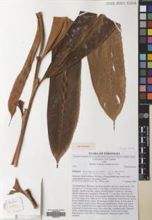 Type specimen at Edinburgh (E). Poulsen, Axel; Ardiyani, Marlina; Firdaus; Acho: 2755. Barcode: E00564736.