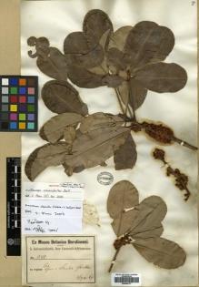 Type specimen at Edinburgh (E). Schweinfurth, George: 1378. Barcode: E00564737.