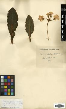 Type specimen at Edinburgh (E). : . Barcode: E00564739.