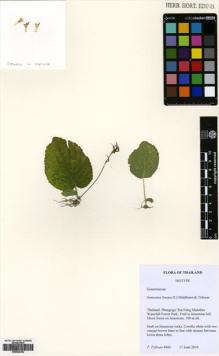 Type specimen at Edinburgh (E). Triboun, Pramote: 4440. Barcode: E00564762.