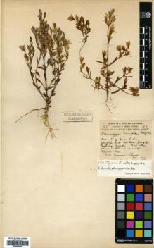 Type specimen at Edinburgh (E). Forrest, George: 25. Barcode: E00564766.